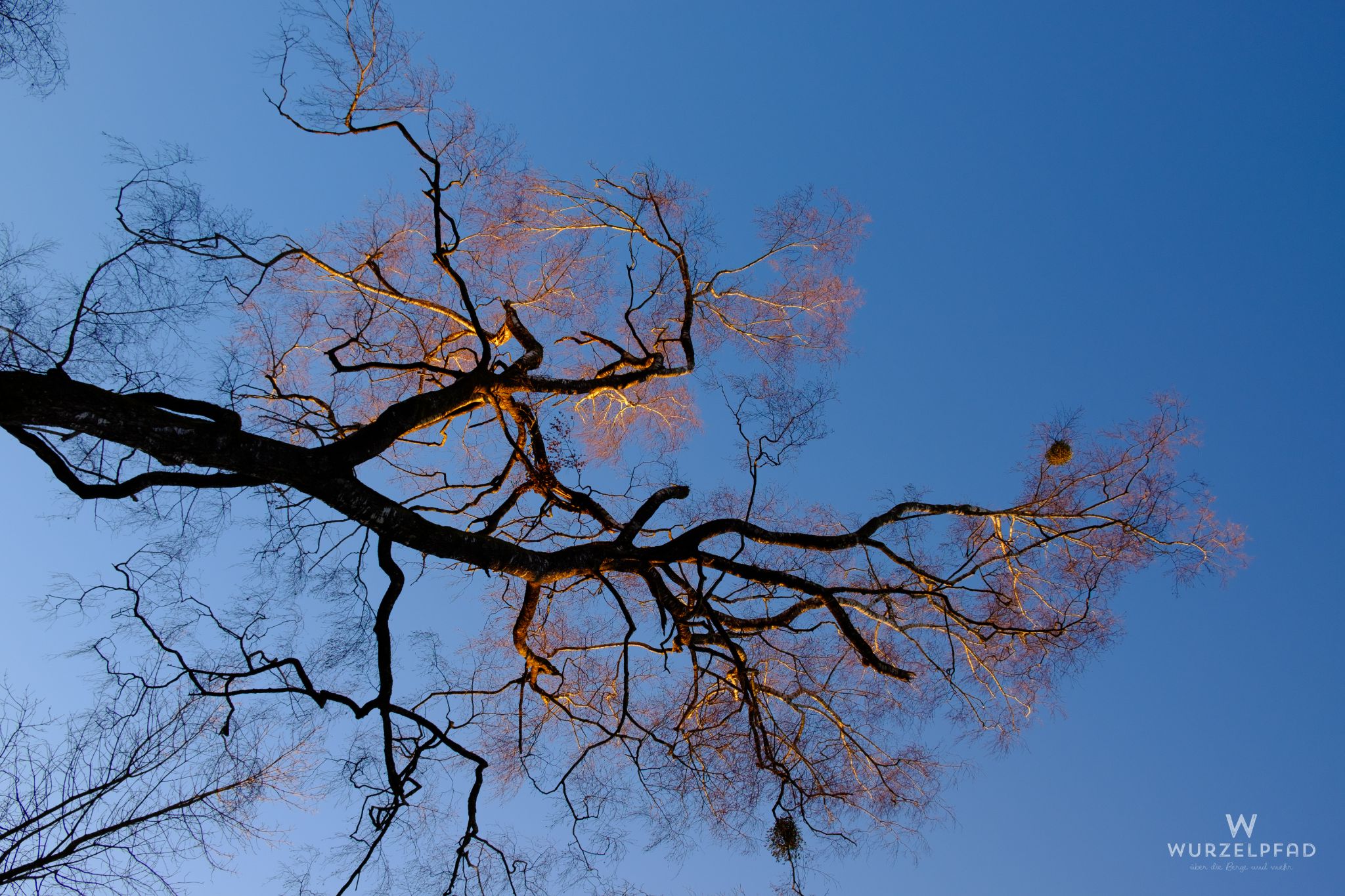 Baumkrone im Abendlicht